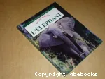 L'éléphant